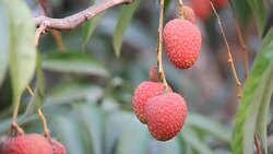 Sapindaceae close on tree is fruit in Thailand. Part 7 Stock Footage