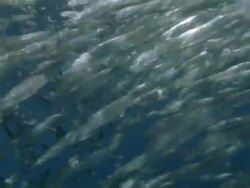 MS Blue Marlins swimming around small bait ball / Guanacaste, Costa Rica Stock Footage