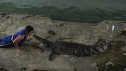 Crocodile Wrestling in Thailand Stock Footage