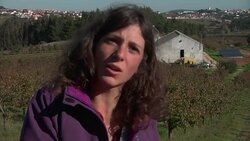 Project aims to convince people that "ugly fruit" can be edible fruit News Clip