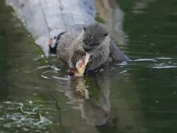 HD Video Wild river otter eats trout Yellowstone NP Wyoming Stock Footage