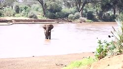 African Elephant at wild Stock Footage