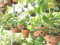 Dolly-Potted orchids in the garden. Stock Footage