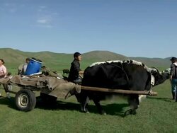 MS PAN Nomads moving camp / Central-south Mongolia, Mongolia Stock Footage
