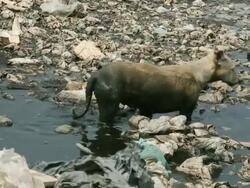 Homeless dirty dog Stock Footage