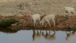 MS shot of mountain goat kids standing along side of a reflecting mountain top pond Stock Footage