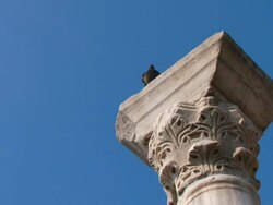 dove on the old ruins Stock Footage