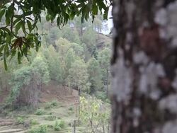 Tree Stem Stock Footage