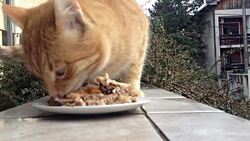 Domestic cat Stock Footage