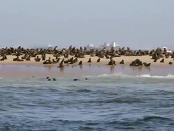 MS Shot of Seals Colony / Walvis Bay, Namibia Stock Footage