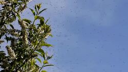 Swarm of Mosquitos Stock Footage