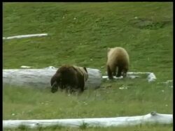 MS tracking right, 3 Brown Bears, mother and cubs, running away from camera, Arctic circle Stock Footage