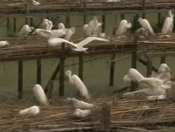 Snowy egret flies toward nest and reunites with other egrets. Stock Footage