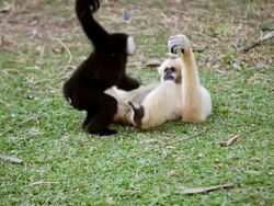 monkeys family Stock Footage