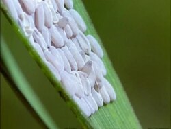 BCU Larvae hatching from eggs on blade of grass, England Stock Footage