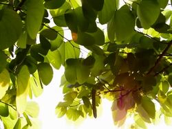 tree branch Stock Footage