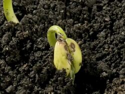 T/L bean epigeal germination from soil, high angle Stock Footage