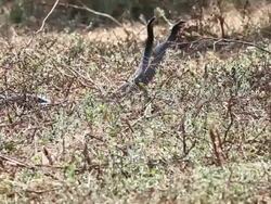 Large Whip Snake (Coluber jugularis) fighting dance, Israel Stock Footage