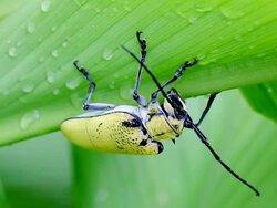 Tropical Beetle Close Up Stock Footage