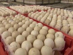 Close Up zoom-in-Speckled white eggs fill large trays. / Fresno, California, USA Stock Footage