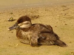 Ruddy Duck Stock Footage