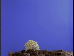 T/L flower - CU fungus on bark, against blue screen Stock Footage