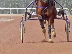 MS TS SLO MO Shot of Harness racing at Racecourse / Caen, Normandy, France Stock Footage