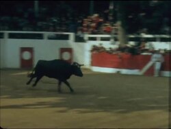 SYND 13-10-69 BULL JUMPING CHAMPIONSHIPS News Clip