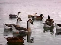 Flock of birds Stock Footage