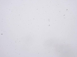 Snowflakes falling on camera Stock Footage