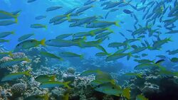 Big school of snapper on Red Sea / Marsa Alam / Egypt Stock Footage