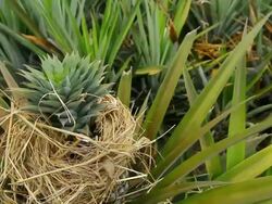 Pineapple Stock Footage