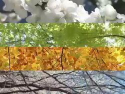 HD MONTAGE: Four Seasons Stock Footage