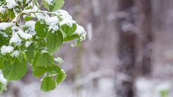 Snow falls on green leaves in the forest. Stock Footage