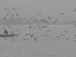 Seagulls Stock Footage