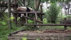 CLEAN : Eats shoots and rarely breeds: giant pandas still at risk News Clip