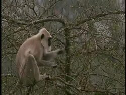 MS Hanuman langur, Semnopithecus entellus, eating in tree, Western Ghats, India Stock Footage