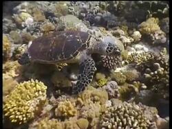 CU and MS Hawksbill Turtle foraging, moves over reef, Layang Layang, Malaysia Stock Footage