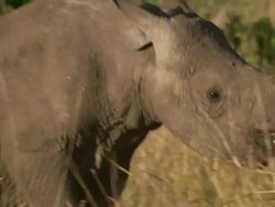 Medium Close Up pan-right - A black rhinoceros walks through tall grasses /  Kenya Stock Footage