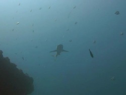 Grey Reef Shark Stock Footage