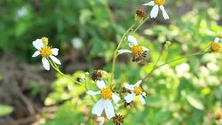 Bee and flower at the garden Stock Footage