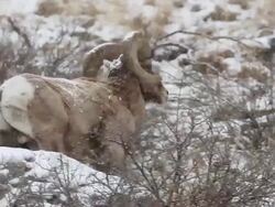 MS TS Shot of bighorn ram walking on hillside in blizzard / Golden, Colorado, United States Stock Footage
