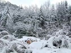  WS PAN  Heavy snow in forest landscape during winter / Saarburg, Rhineland-Palatinate, Germany Stock Footage