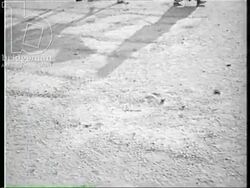Bedouin tribesmen on camels in Algerian desert, 1957 Stock Footage