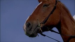 Older male Native American Indian with feather in hair and wearing traditional clothing sitting on brown horse looking around Stock Footage