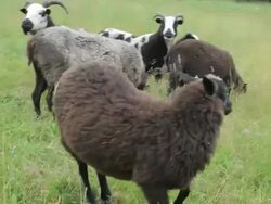 MS Goats roaming on meadow / Montpelier, VT, United States Stock Footage