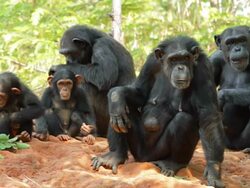 Chimpanzees. Stock Footage