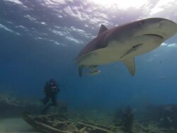 Tiger shark, Galeocerdo cuvier, swims over camera crew, Bahamas  Stock Footage