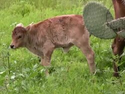 Baby Cow Stock Footage