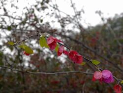 Flower Vine Stock Footage